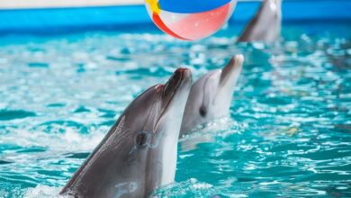 Дельфинарий в Анталии Шоу дельфинов в Аксу