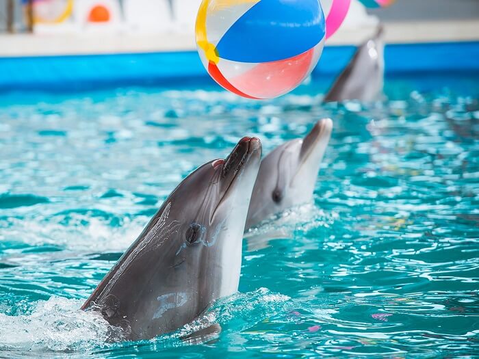 Дельфинарий в Анталии Шоу дельфинов в Аксу