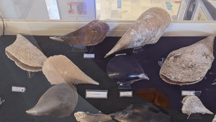 Морской музей Бодрума Bodrum deniz müzesi