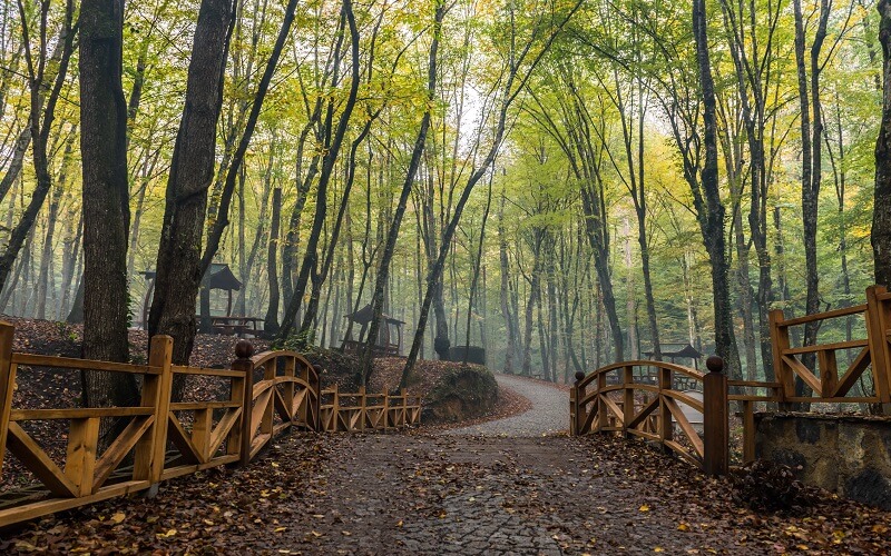 Белградский лес (Belgrad Ormanı)