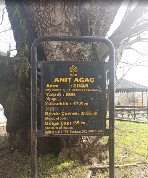 Памятное дерево (Anıt Ağaç)